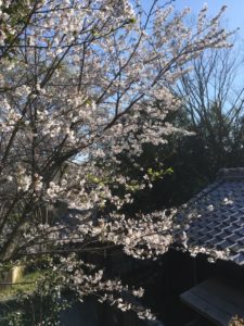 ヒビコレ寺桜